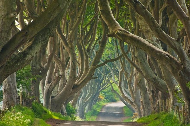 Dark Hedges - The Kings Road
